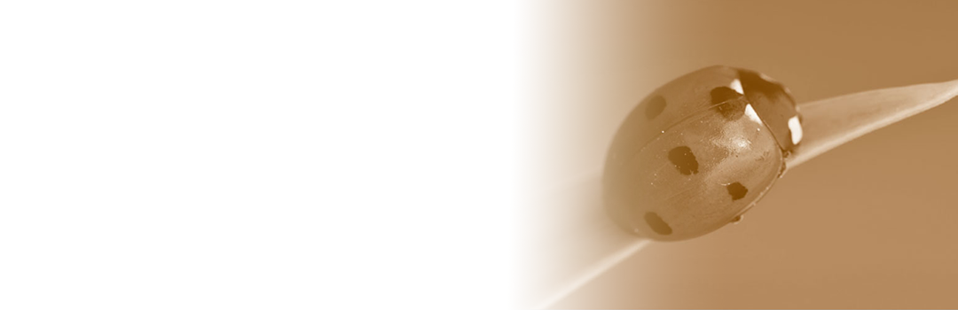Room for Improvement: Foundations’ Support of Nonprofit Performance Assessment